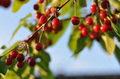 Close-up of cherries growing on tree