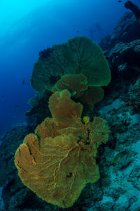 Close-up of coral in sea