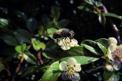 Close-up of white flowers