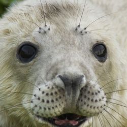 Close-up of animal eye
