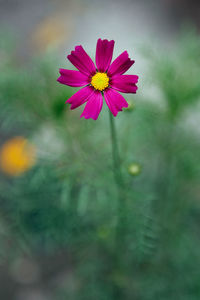 Close-up of pink flower