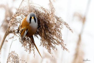 Close-up of bird perching on branch