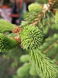 Close-up of pine needles