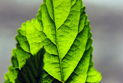 Close-up of fresh green leaves