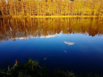 Reflection of trees in lake against sky