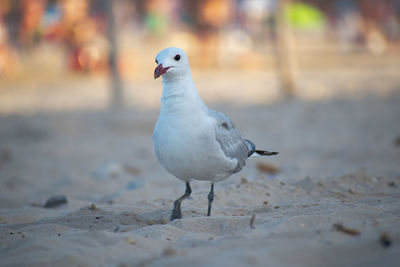 Close-up of seagull perching on land