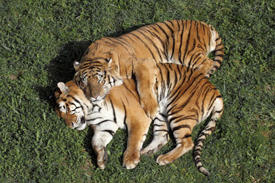 Two tigers sleeping on grass