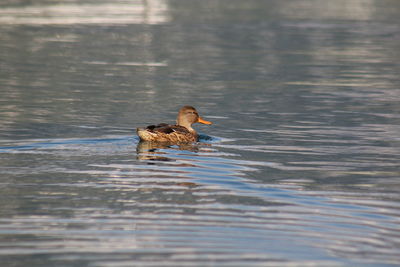 Duck swimming in a lake