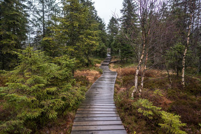 Footpath amidst trees in forest