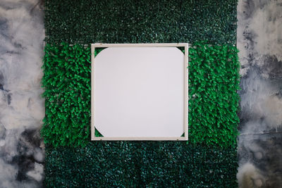 High angle view of green plant on wall