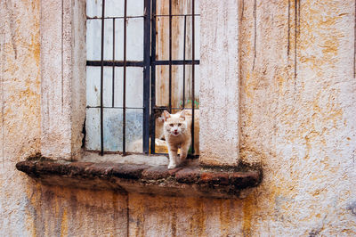 Portrait of dog by window on wall