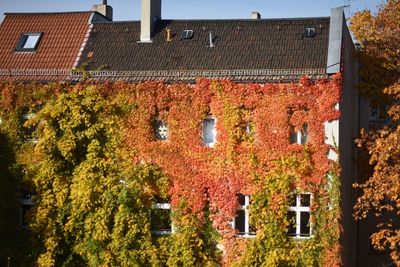 Houses with trees in background