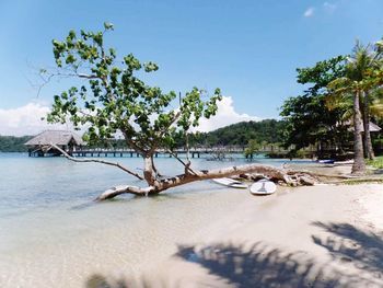 Reflection of trees in water
