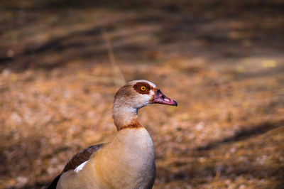 Close-up of bird