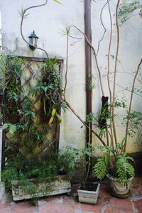Close-up of potted plants against wall