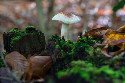 Close-up of mushroom growing on land