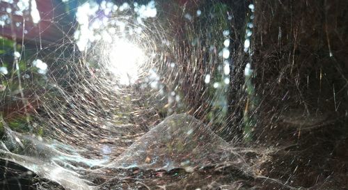 Close-up of spider web against trees in forest