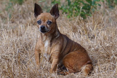 Portrait of dog sitting on grass