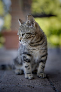 Close-up of a cat looking away