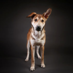 Portrait of dog standing against black background