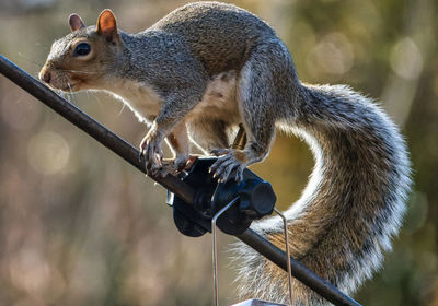 Close-up of squirrel