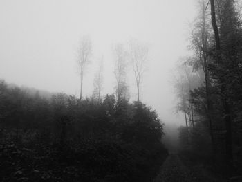 Trees in forest during foggy weather