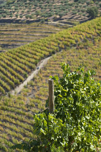 Vineyards in the douro river, alto douro wine valley