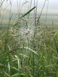 Close-up of grass on field