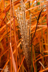 Close-up of crops on field