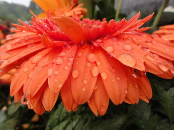 Close-up of wet orange gerbera daisy