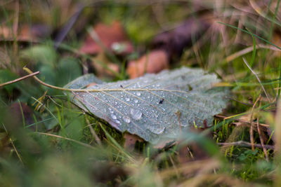 Close-up of raindrops on dry leaves