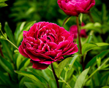 Close-up of pink flowers