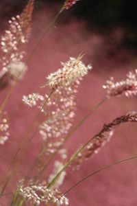 Close-up of pink cherry blossom