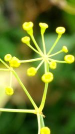 Close-up of yellow flowers