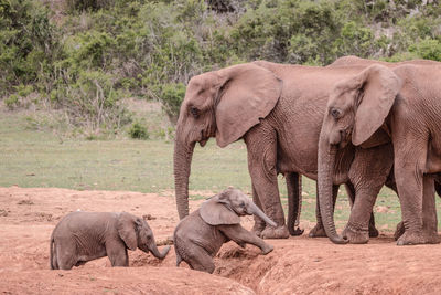 Elephant in a farm