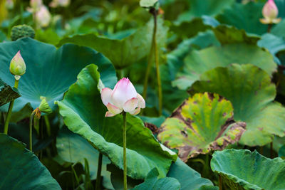 Close-up of pink flowering plant