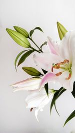 Close-up of pink flowers