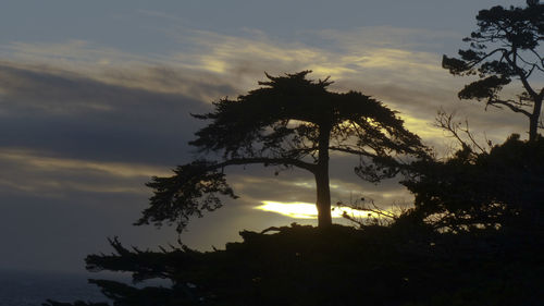 Silhouette trees against sky during sunset