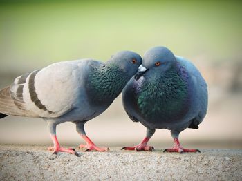 Close-up of birds perching on ground