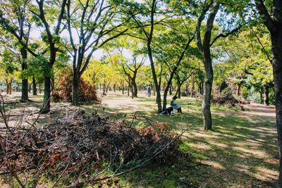 Trees in park