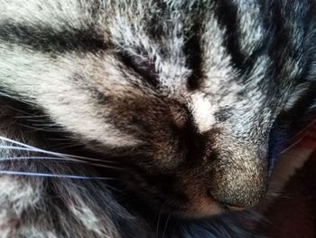 Close-up of cat sleeping