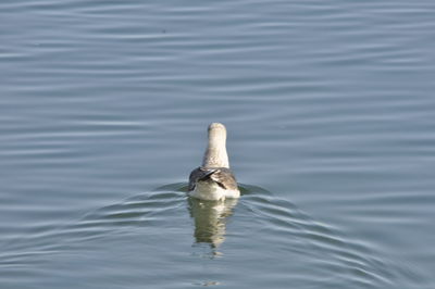 Duck swimming in sea