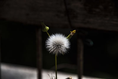 Close-up of dandelion flower against blurred background