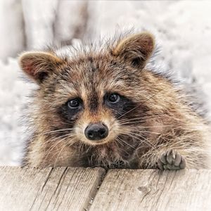 Close-up portrait of a raccoon on wood