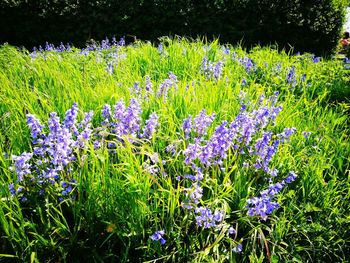 Purple flowering plants on field