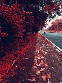 Empty road amidst trees