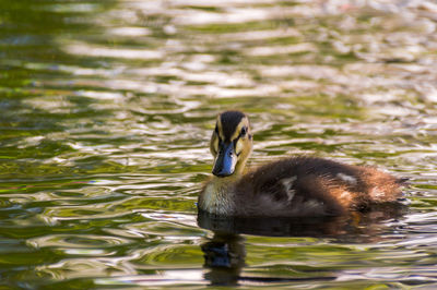 Duckling swimming on lake