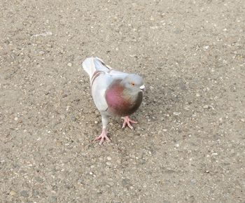 Close-up high angle view of bird