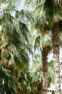 Low angle view of palm trees
