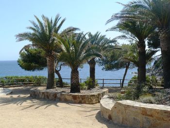 Palm trees on beach